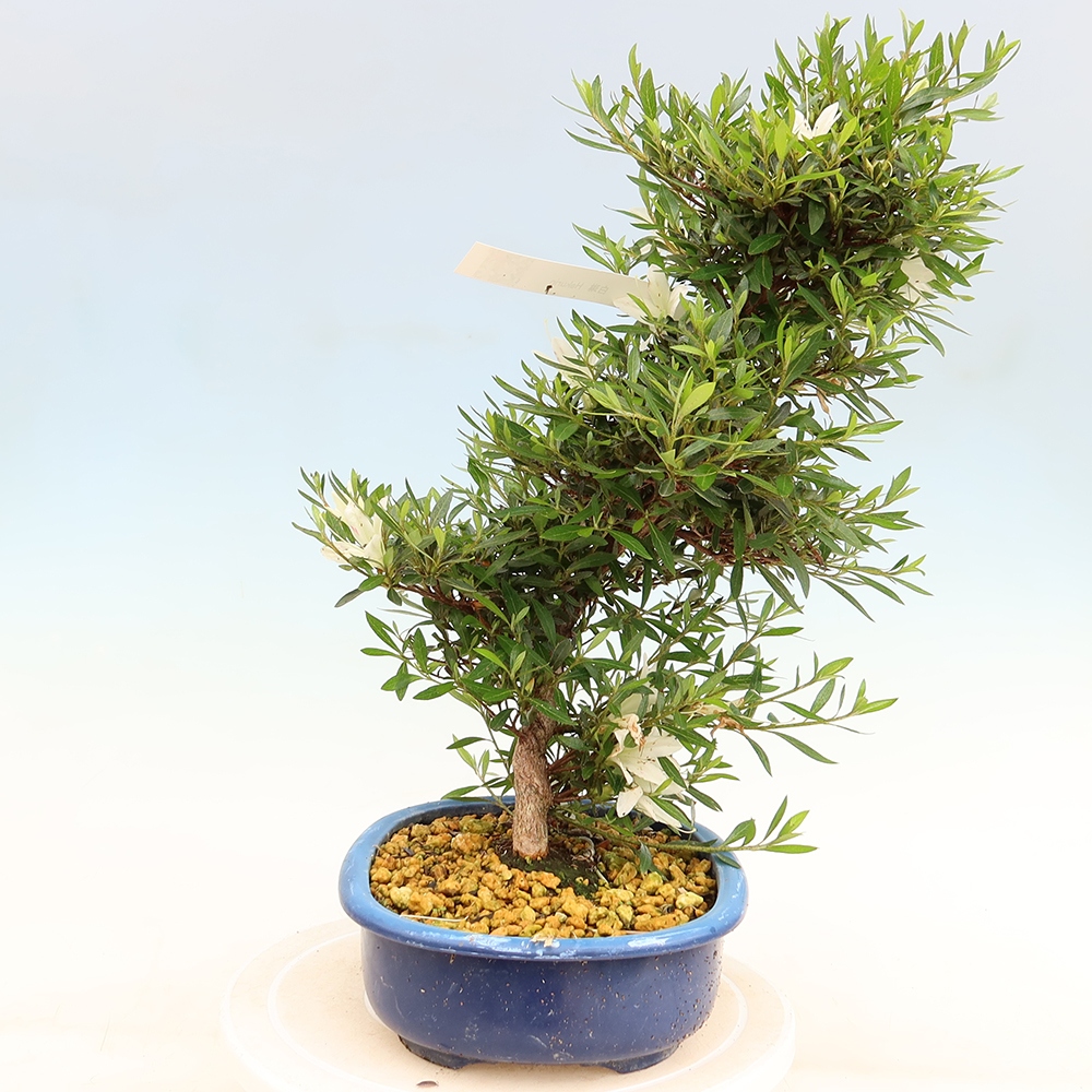 Vonkajšie bonsaje - Japonské azalky - Azalea Hakurin