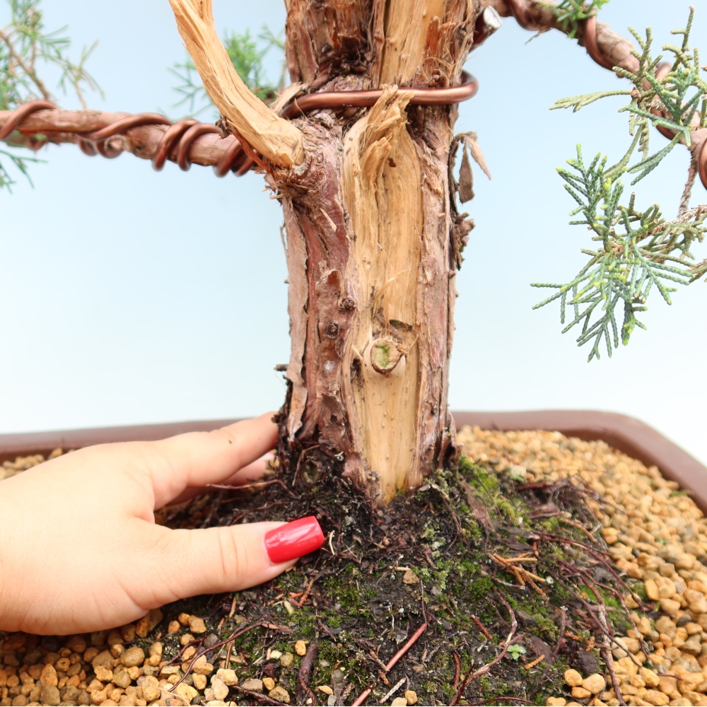 Vonkajší bonsaj - Juniperus chinensis Kishu