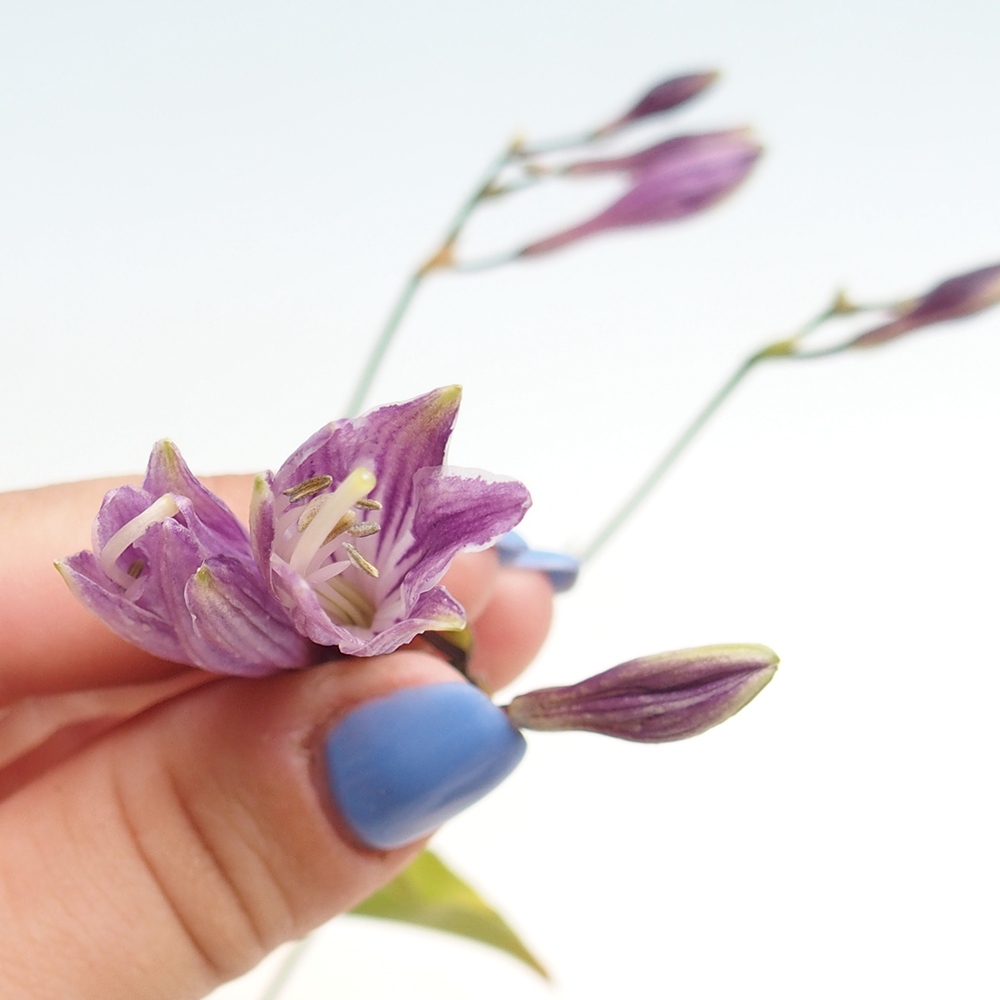 Vonkajšie bonsai - Mini Hosta - Bohyška