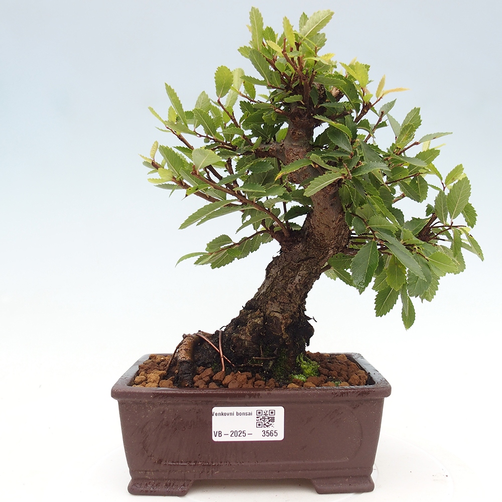 Vonkajšie bonsaje - Zelkova - Zelkova NIRE