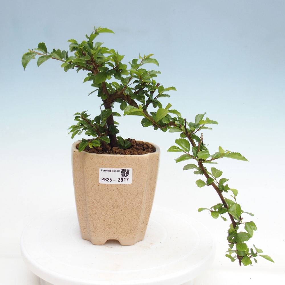 Izbová bonsai - Grewia occidentalis - Hviezdica levanduľová