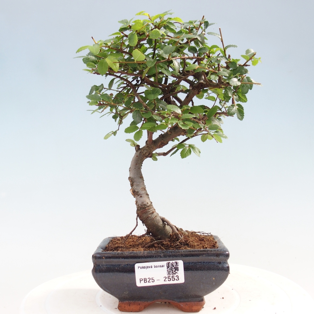 Izbová bonsai - Ulmus parvifolia - Malolistý jilm