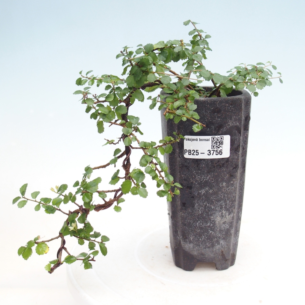 Izbový bonsaj - Grewia sp. - Grewia malafolia