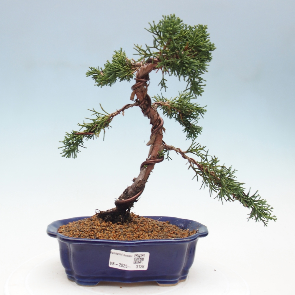 Vonkajší bonsai - Juniperus chinensis Kishu -Jalovec čínsky