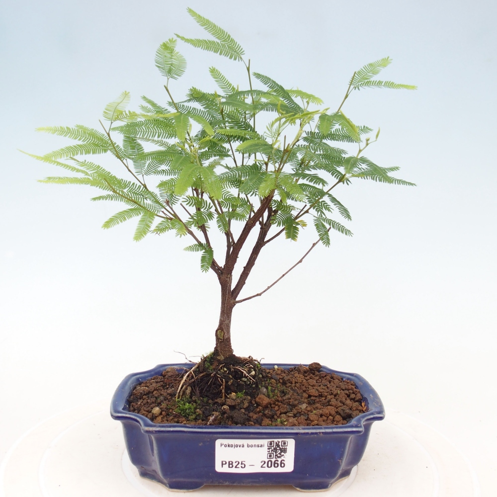 Izbová bonsai-Calliandra surinamensis Dixie Pink-Kaliandra Suriámska