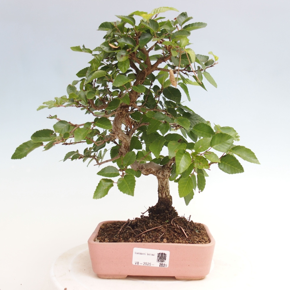 Vonkajší bonsai -Carpinus CARPINOIDES - Hrab kórejský