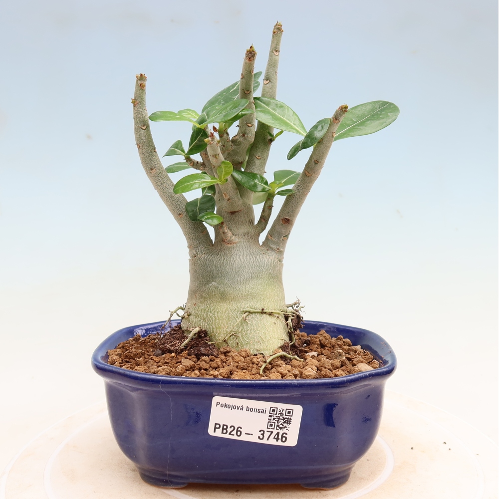 Izba bonsai – Adenium obesum Red Star – Púštna ruža