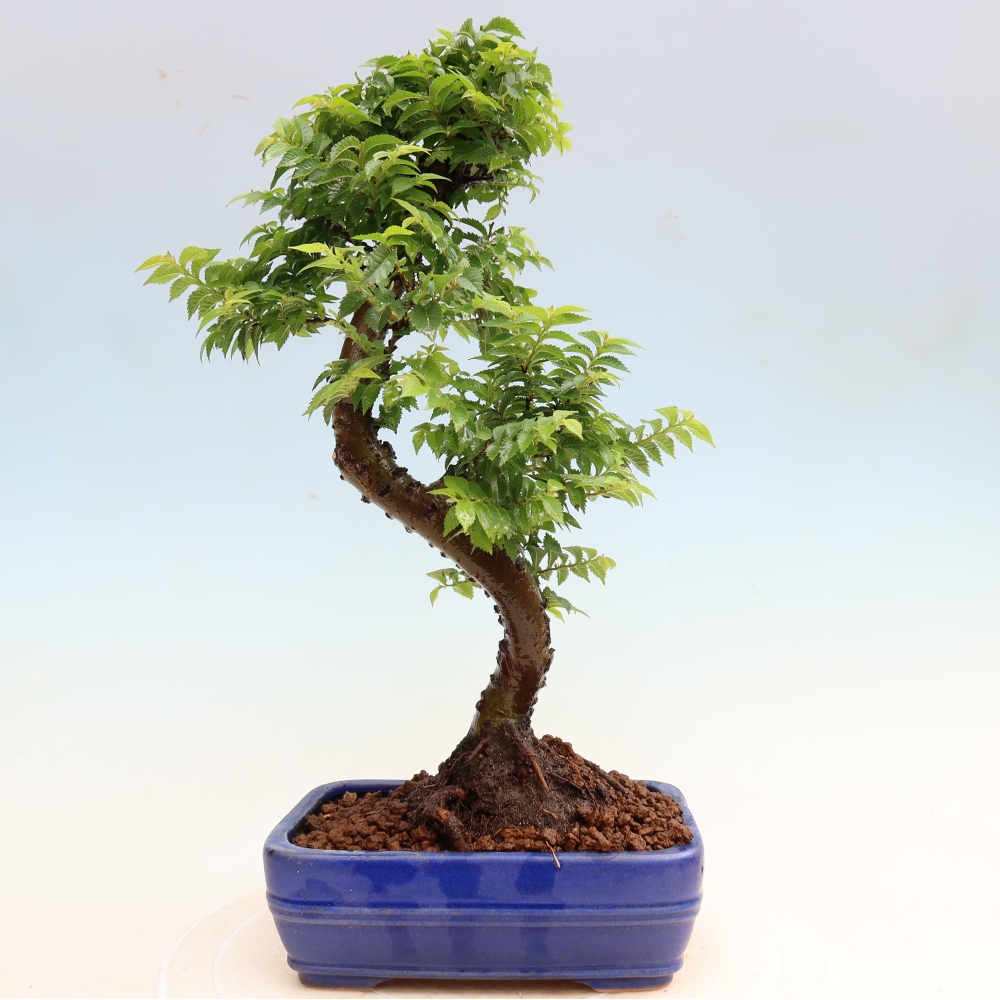 Vonkajší bonsai – Ulmus Jacqueline Hillier – javor krásny