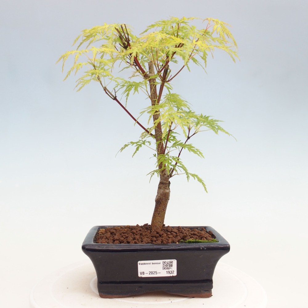 Vonkajšie bonsai - Acer palmatum Dissectum - Javor dlaňolistý 