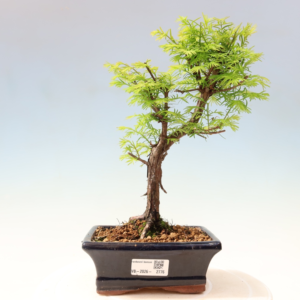 Vonkajšie bonsaje - Metasequoia glyptostroboides - čínska metasekvoja