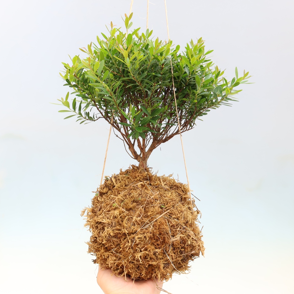 Kokedama v keramike – Syzygium – Pimentovník