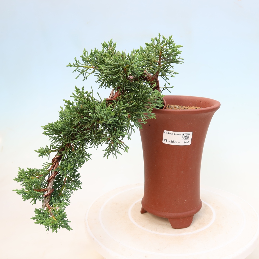 Vonkajší bonsaj - Juniperus chinensis Kishu