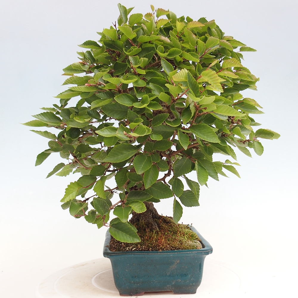 Vonkajší bonsai -Carpinus Coreana - Hrab kórejský