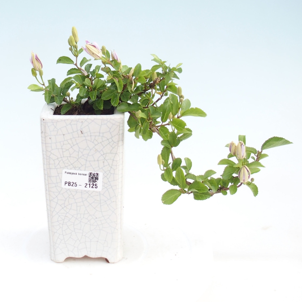 Izbová bonsai - Grewia occidentalis - Hviezdica levanduľová