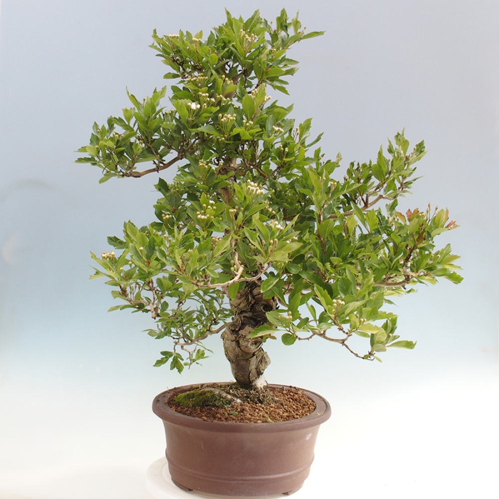 Vonkajší bonsai - Hloh klinovitý - Crataegus cuneata