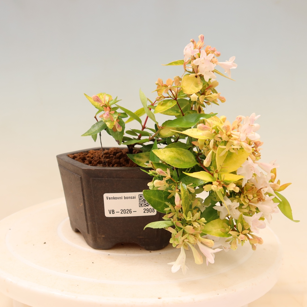 Vonkajší bonsai – Abelia gr. Kleidoscope – Abelia veľkokvetá