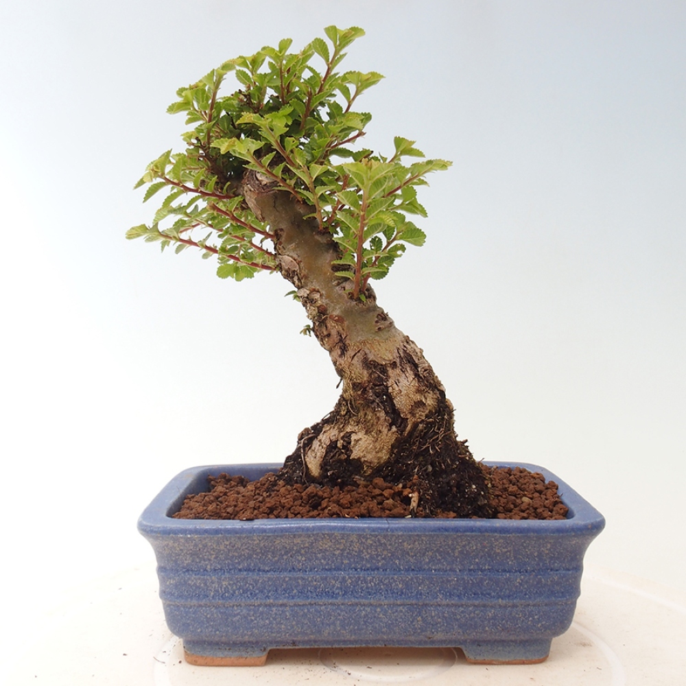Vonkajší bonsai - Ulmus parvifolia Sagei - Malolistý brest