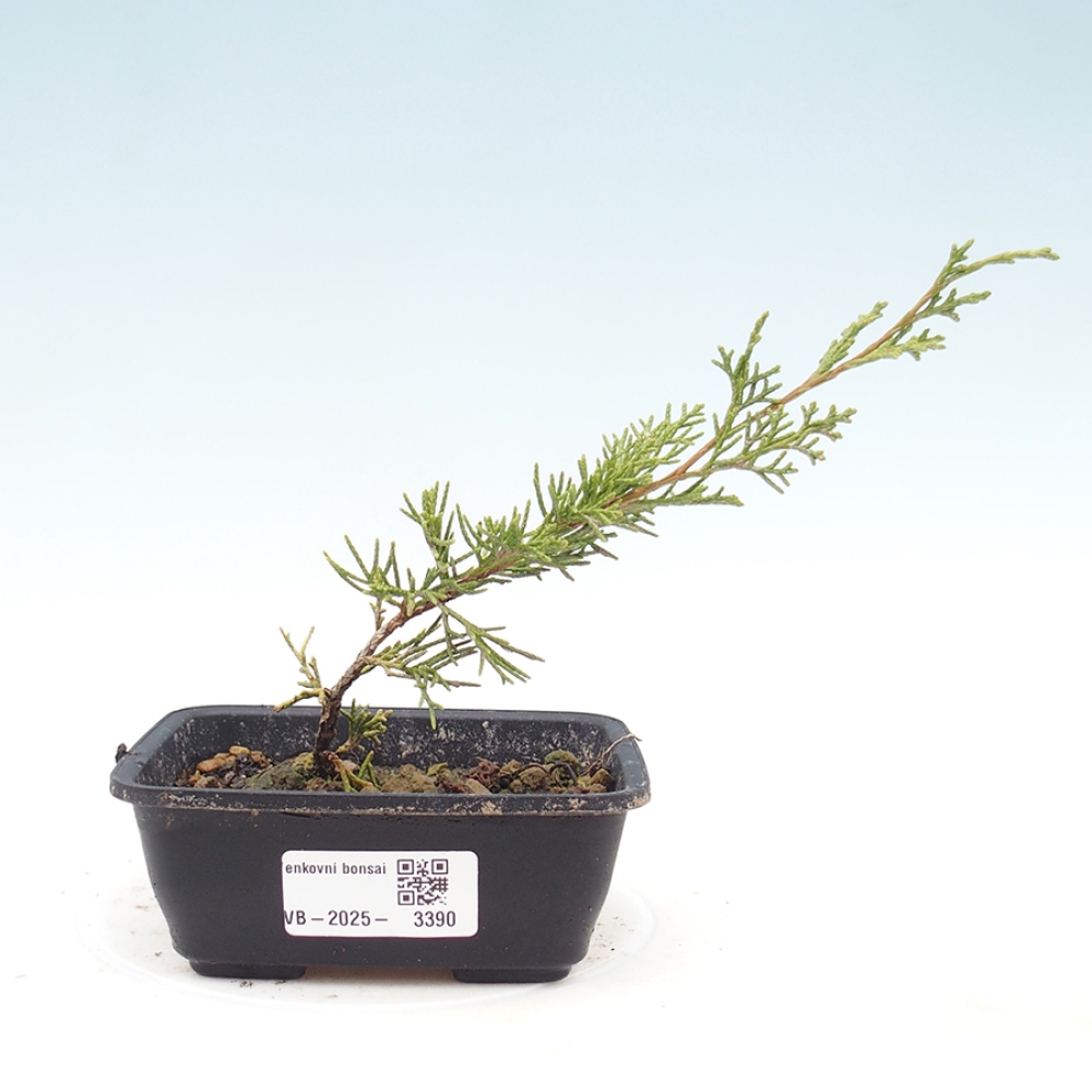 Vonkajší bonsaj - Juniperus chinensis Itoigawa