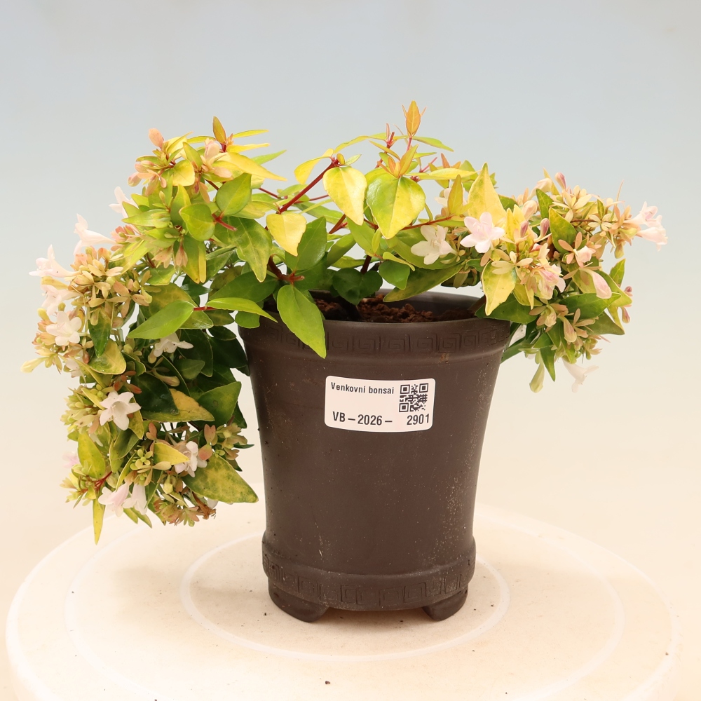 Vonkajší bonsai – Abelia gr. Kleidoscope – Abélie veľkokvetá