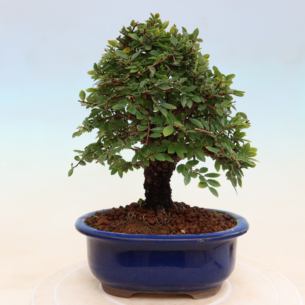 Vonkajšie bonsaje - Zelkova - Zelkova NIRE