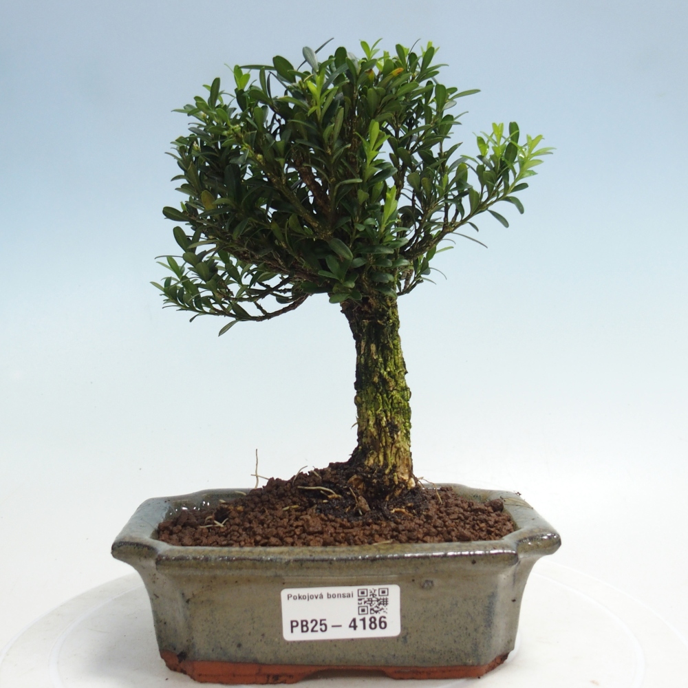 Izbové bonsaje - Buxus harlandii - korkový buxus
