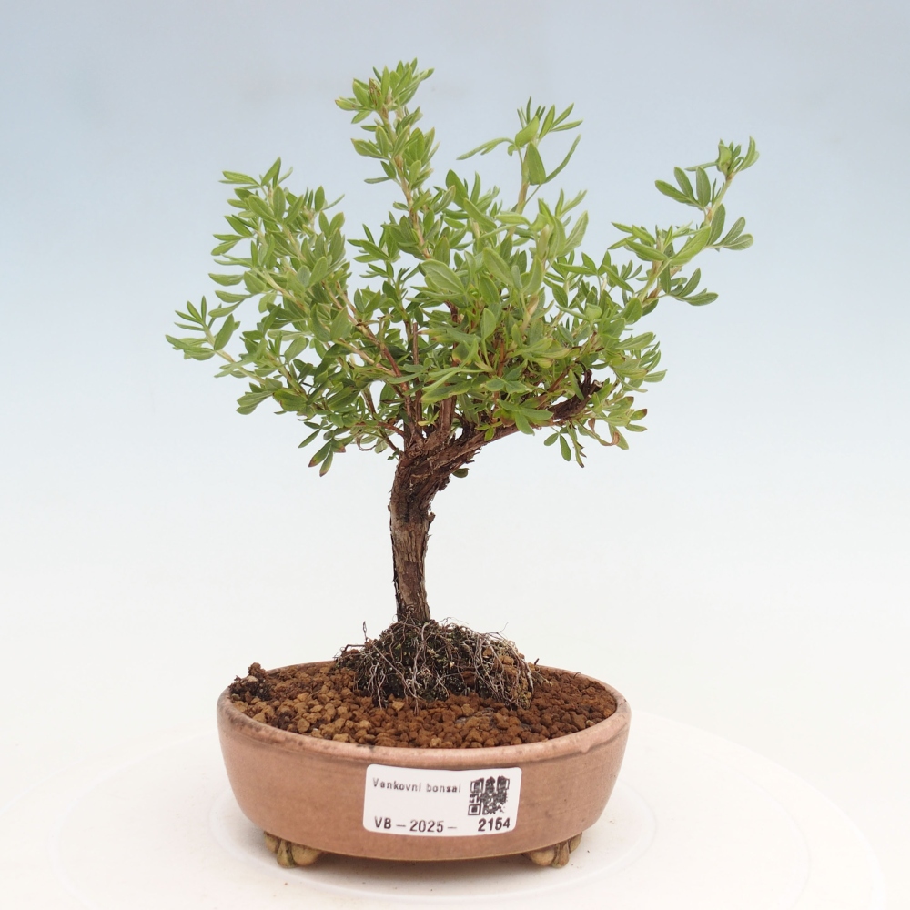 Vonkajšia bonsai-Nátržník krovitá - potentila fruticosa yellow Bird
