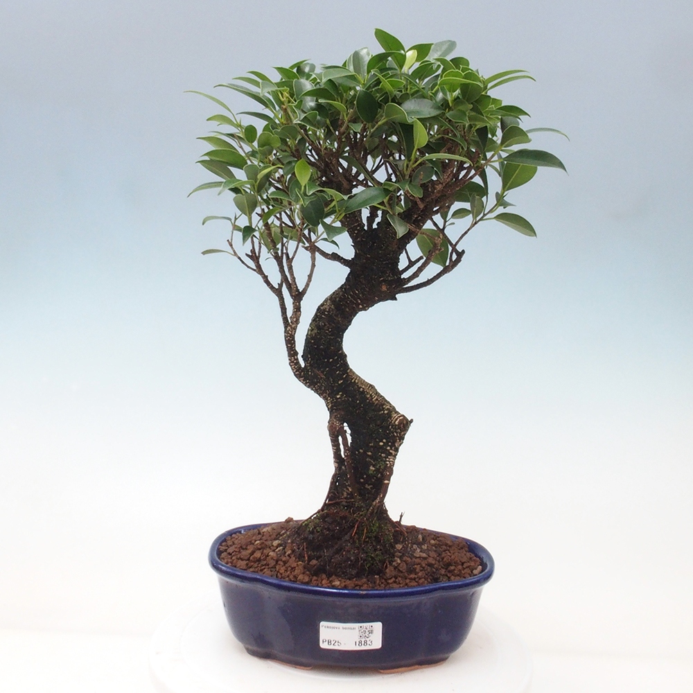 Izbová bonsai - Ficus retusa - malolistá fikus