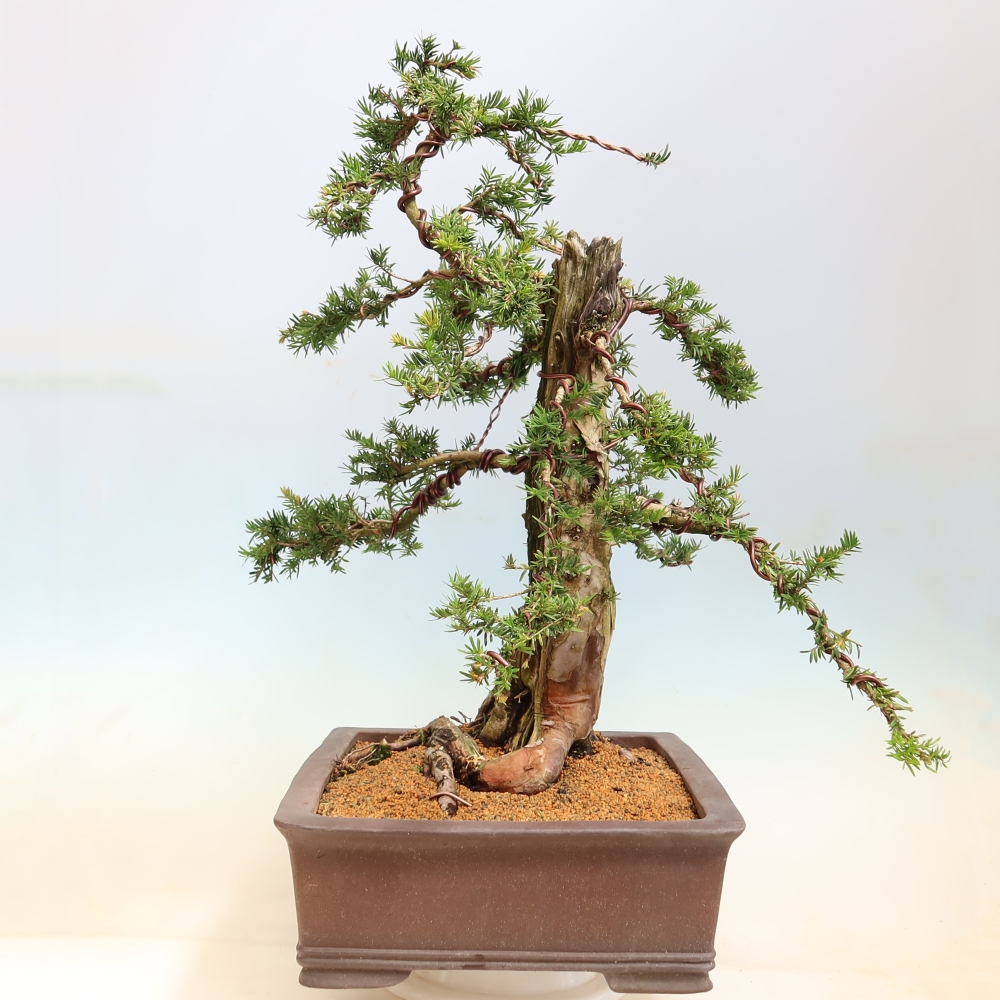 Vonkajší bonsai – Taxus baccata – Tis červený