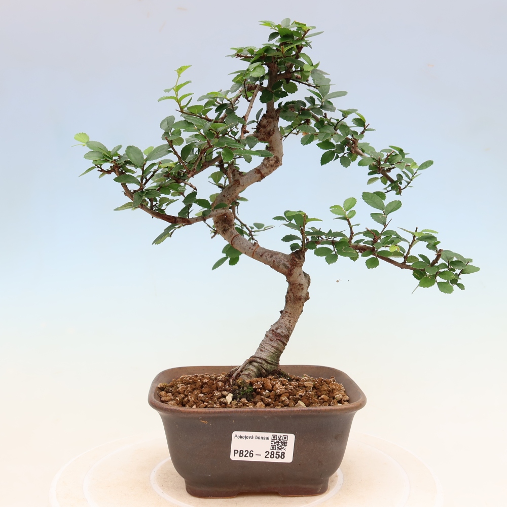 Izbový bonsaj - Ulmus parvifolia - brest malolistý