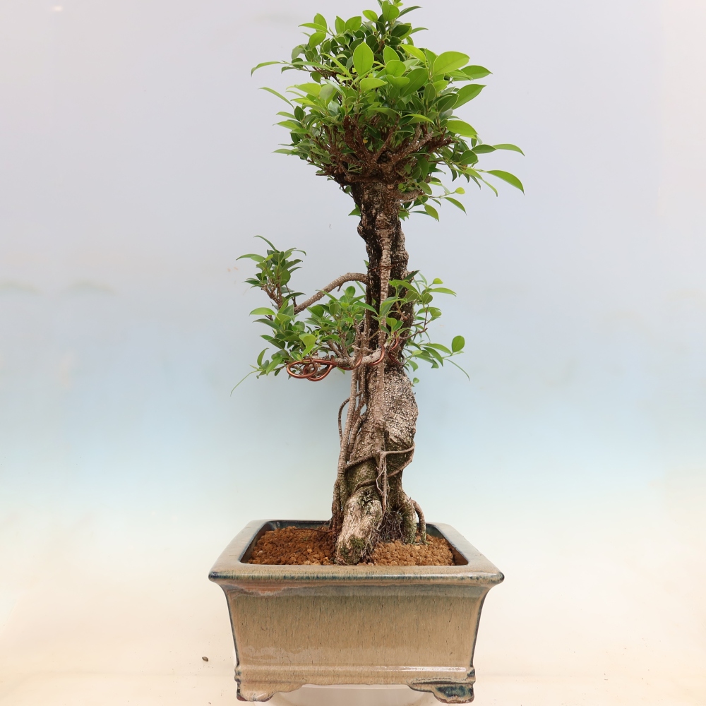 Izbové bonsaje - Ficus kimmen - drobnolistý fikus