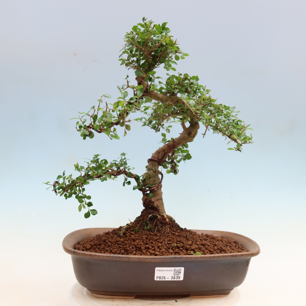 Izbový bonsaj -Ligustrum retusa - drobnolistý vtáčí zob