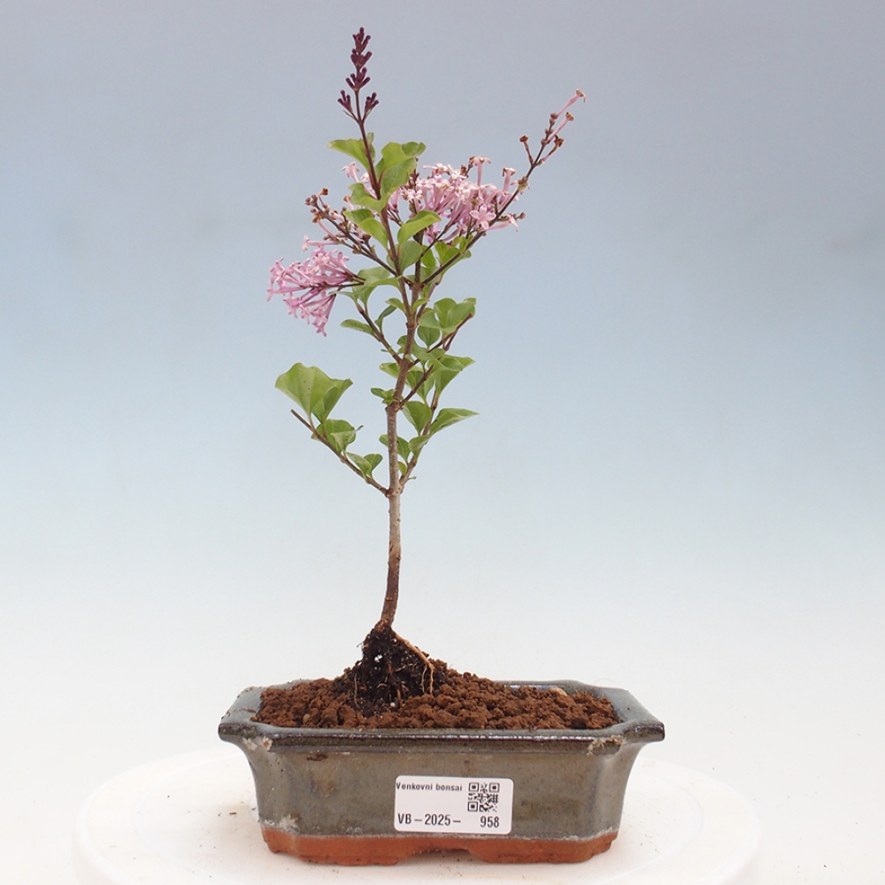 Vonkajší bonsai - Syringa Meyeri Palibin - Orgován Meyerov