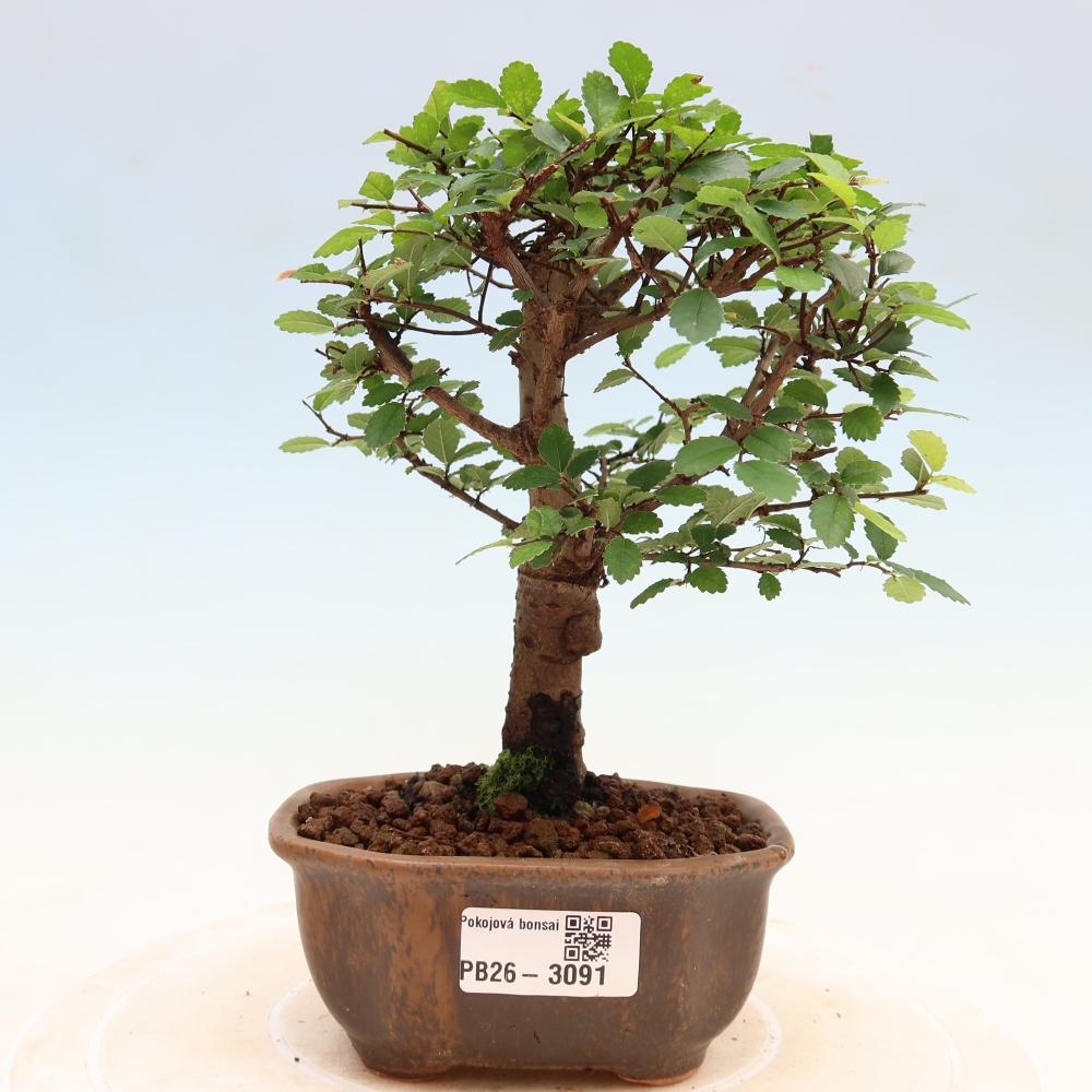 Izbový bonsaj - Ulmus parvifolia - brest malolistý