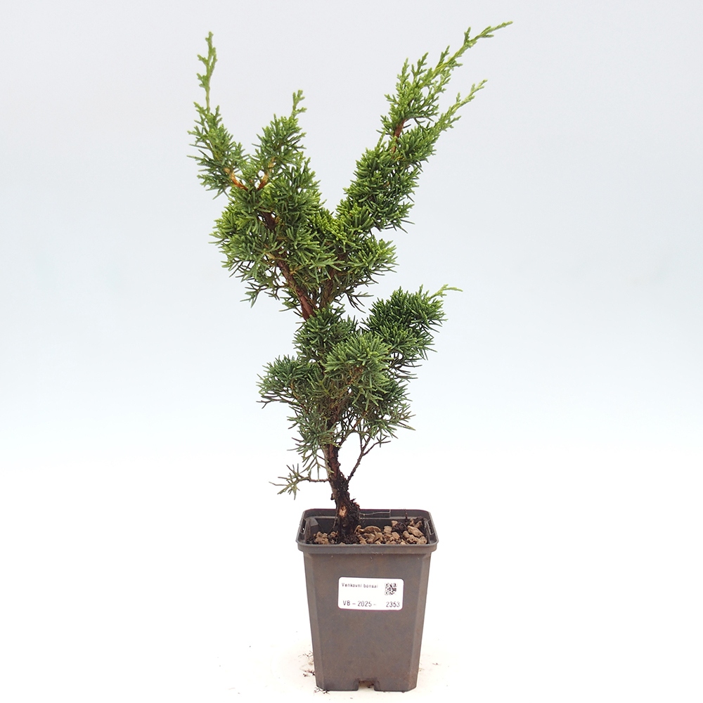 Vonkajšie bonsai - Juniperus chinensis Kishu -Jalovec čínsky