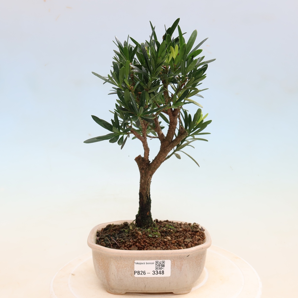 Izbové bonsaje - Podocarpus - Kamenný tis