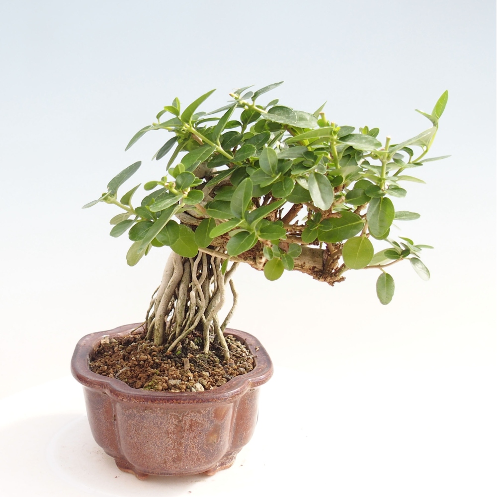 Izbová bonsai - Premna serratifolia - Kozlovoň malolistá