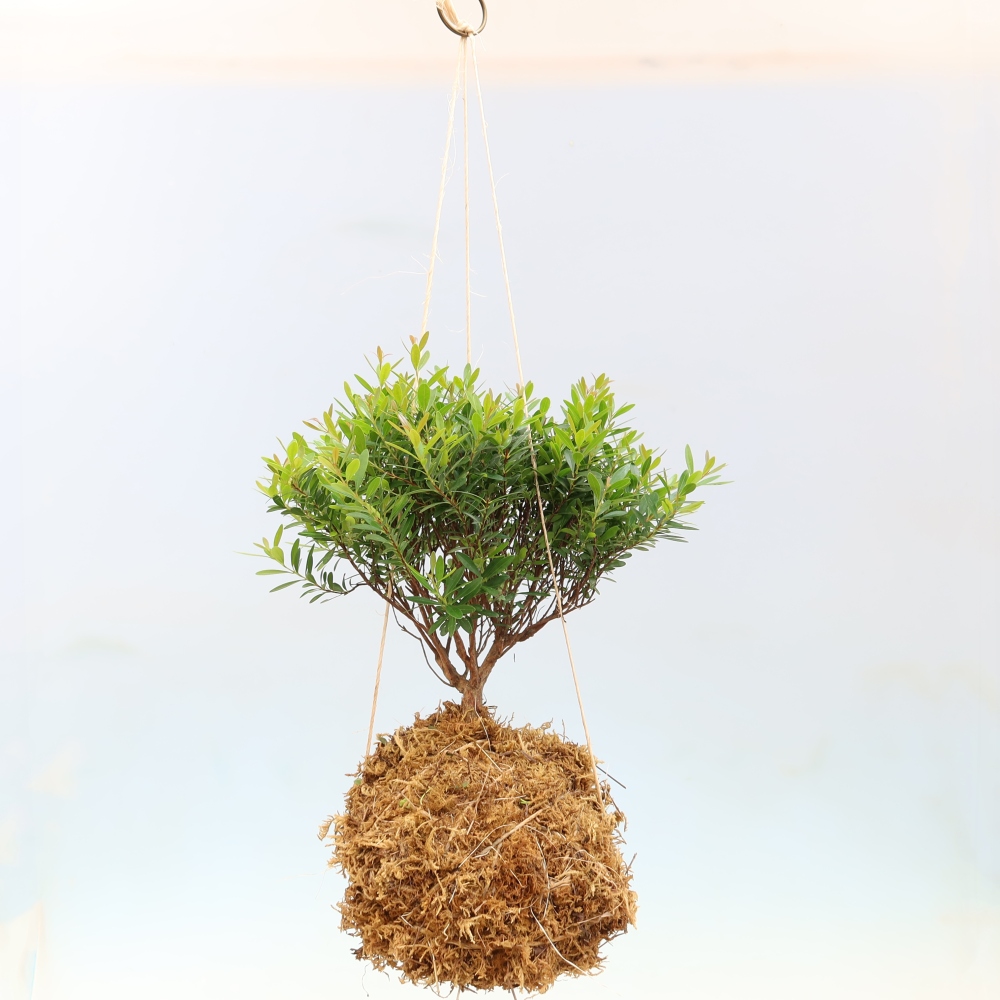 Kokedama v keramike – Syzygium – Pimentovník