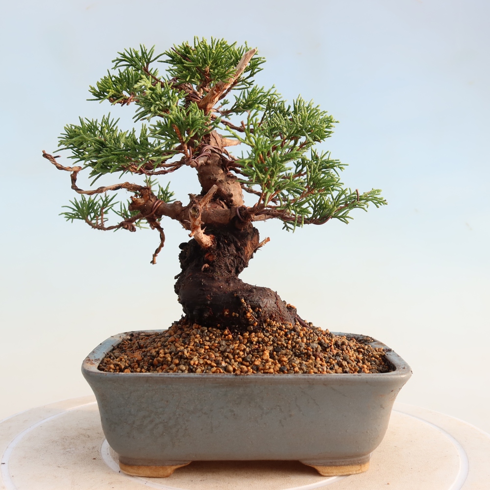 Vonkajší bonsai - Juniperus chinensis Itoigawa -Jalovec čínsky