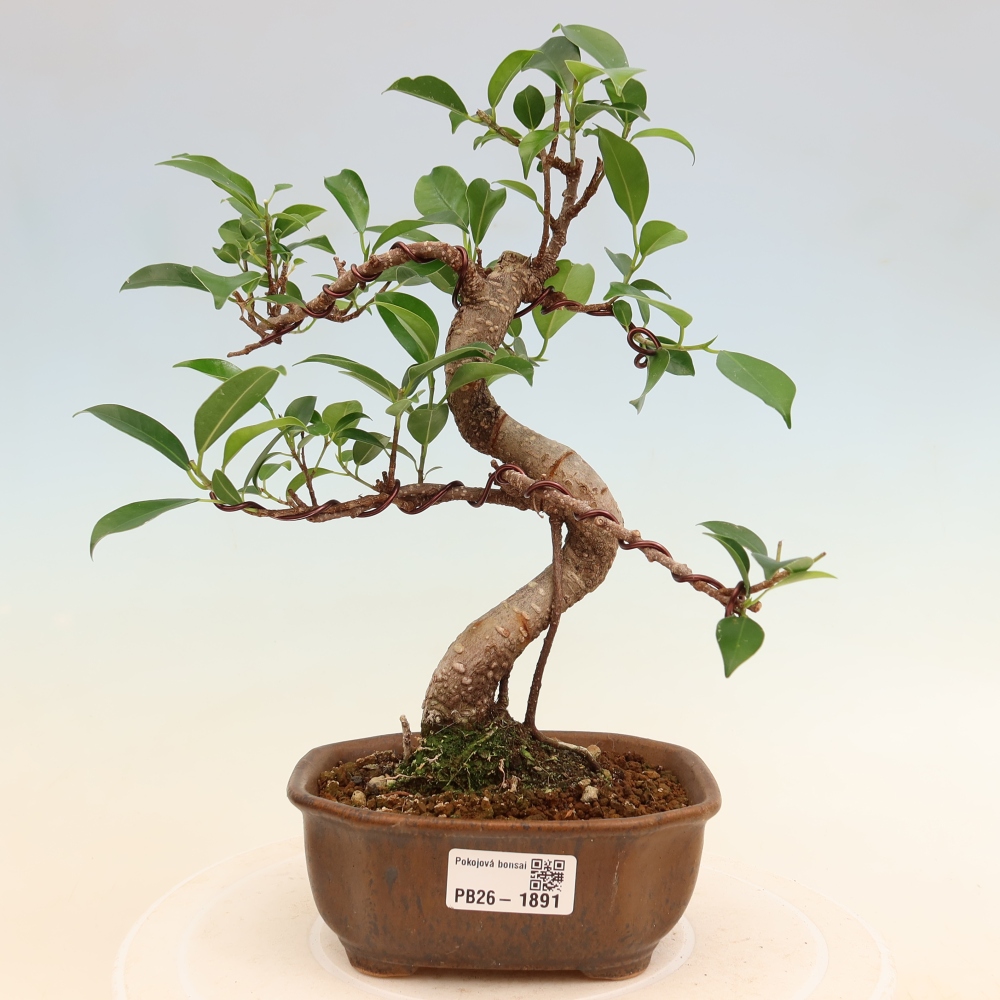 Izbový bonsaj - Ficus retusa - drobnolistý fikus
