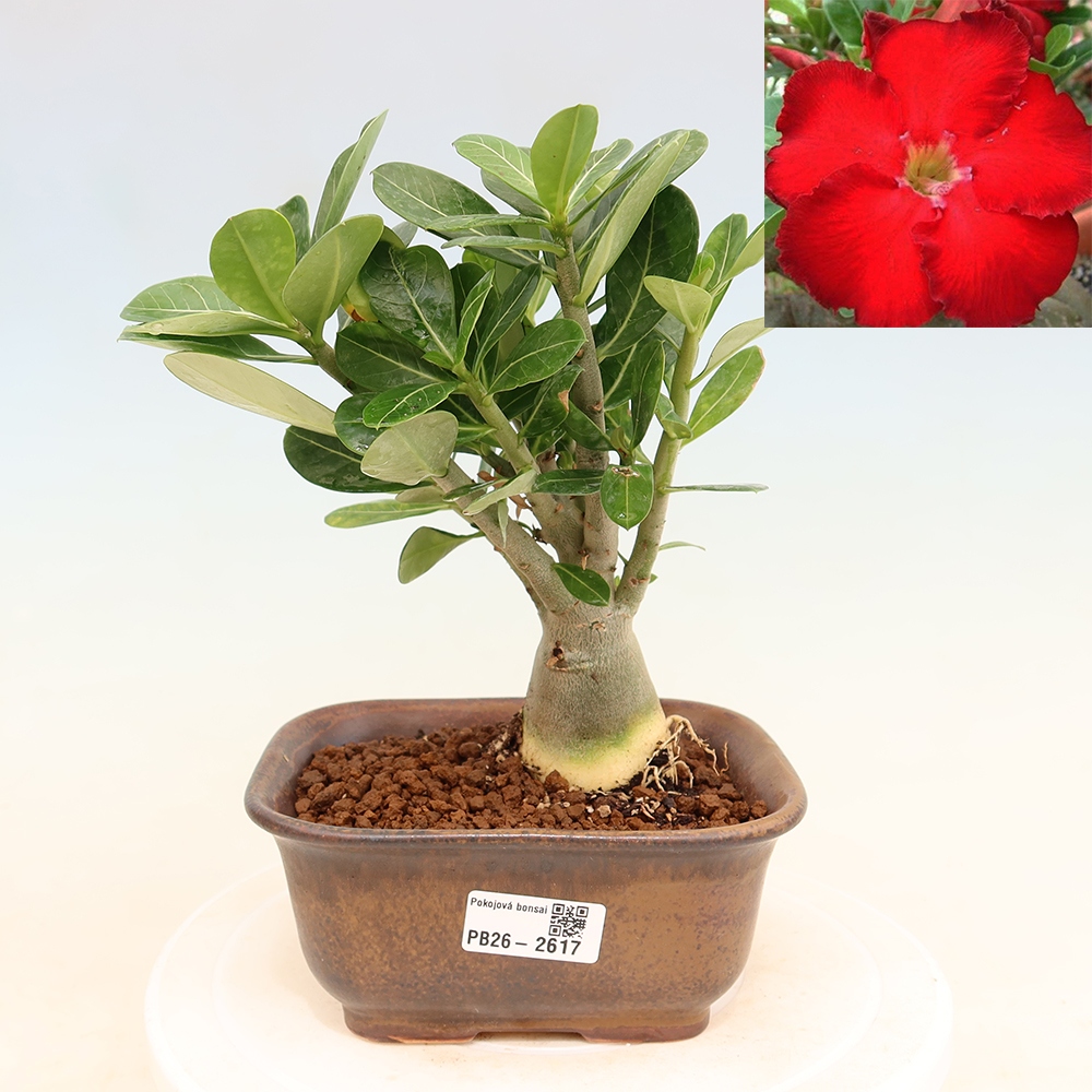 Izba bonsai – Adenium obesum Red Star – Púštna ruža