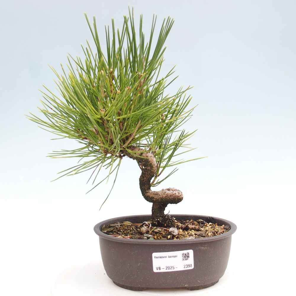 Vonkajší bonsai - Pinus thunbergii - Borovica thunbergova