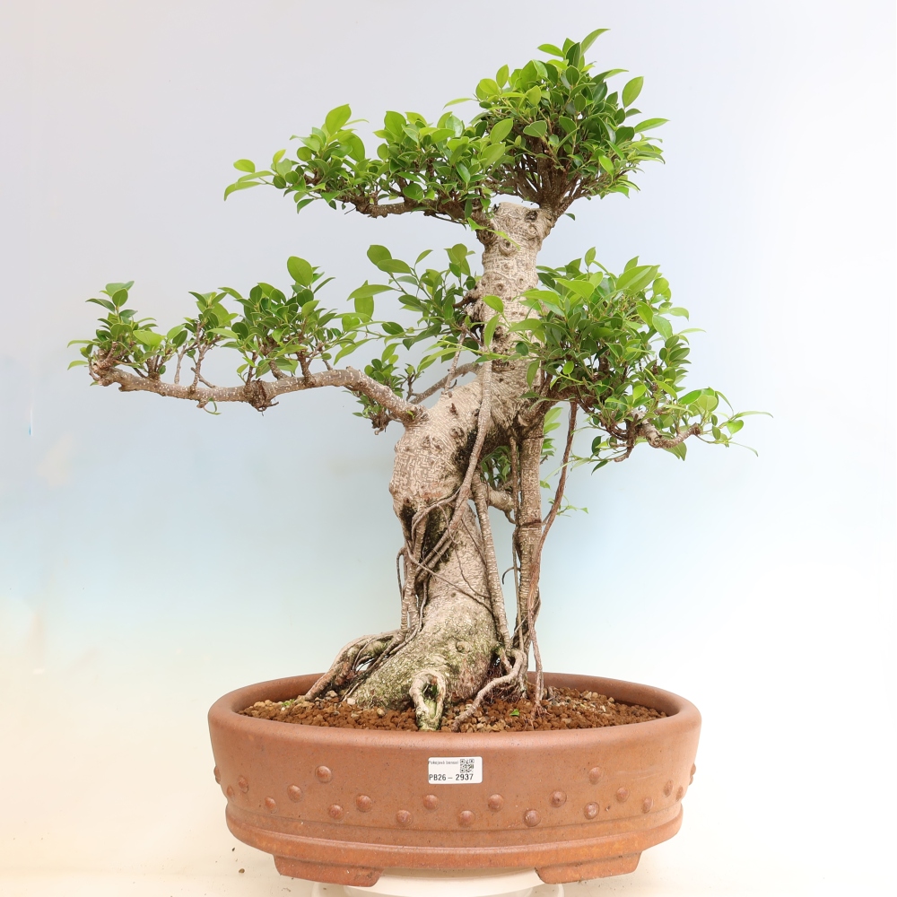 Izbové bonsaje - Ficus kimmen - drobnolistý fikus