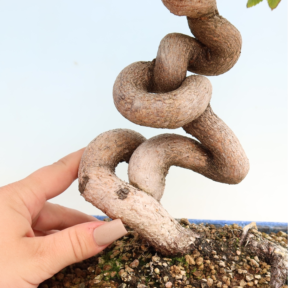 Vonkajšie bonsaje -Carpinus CARPINOIDES - Hrab kórejský