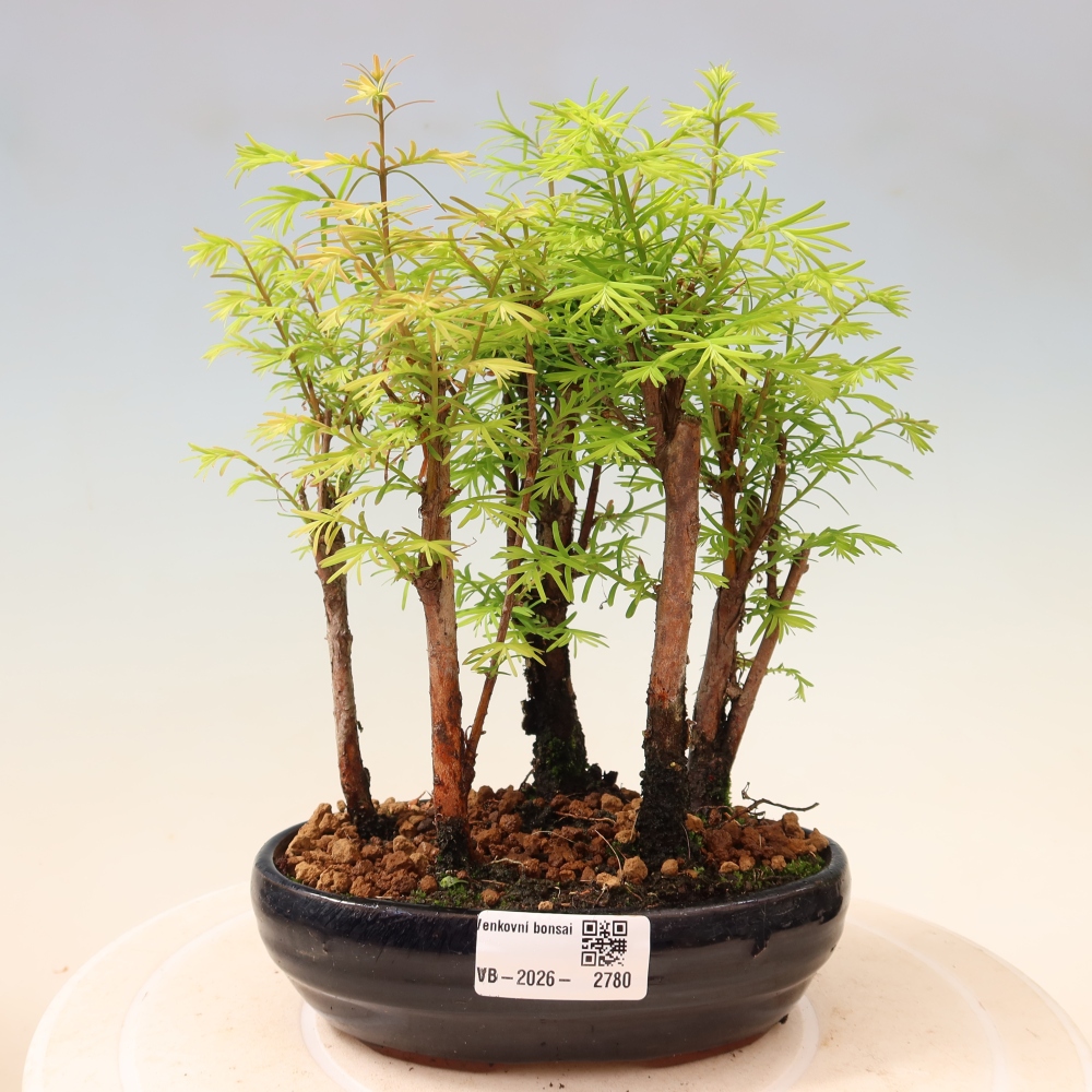 Vonkajší bonsai – Metasequoia glyptostroboides – čínska metasekvoja – hájik