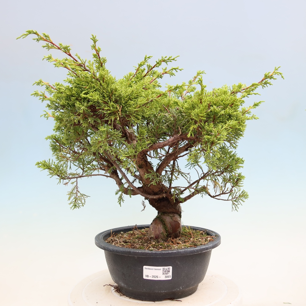 Vonkajší bonsai – Juniperus chinensis Itoigawa – čínsky jalovec