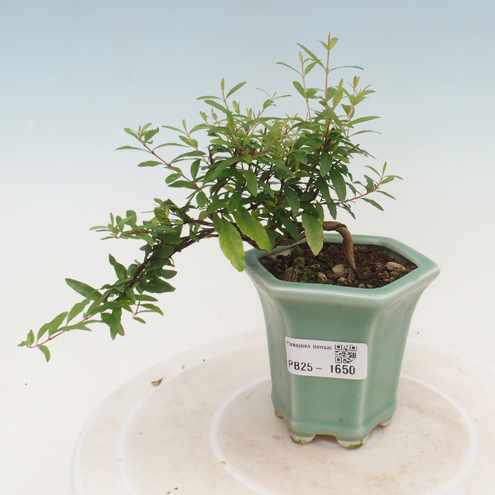 Izbová bonsai-Punic granatum -Granátové jablko
