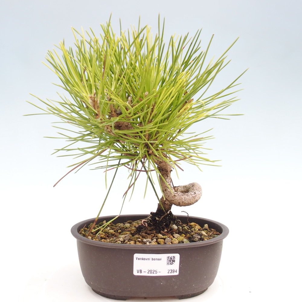 Vonkajší bonsai - Pinus thunbergii - Borovica thunbergova