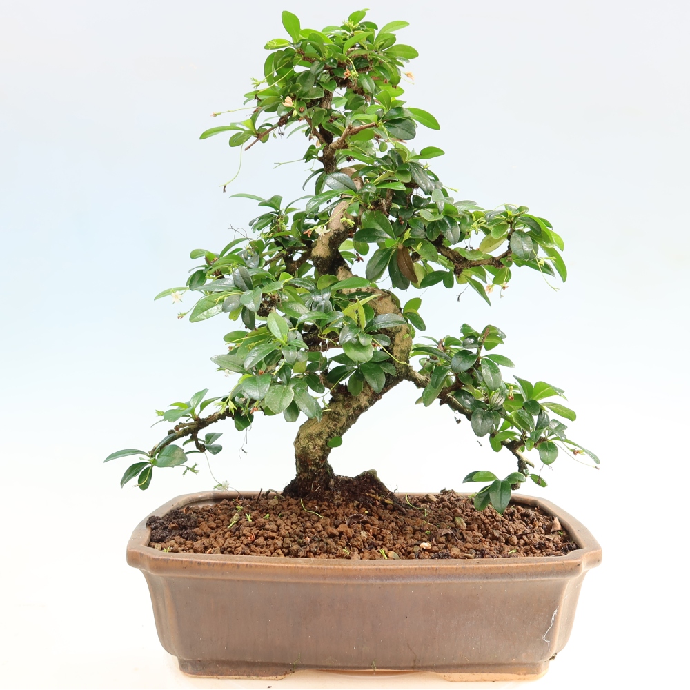 Izbové bonsaje - Carmona macrophylla - Tea fuki