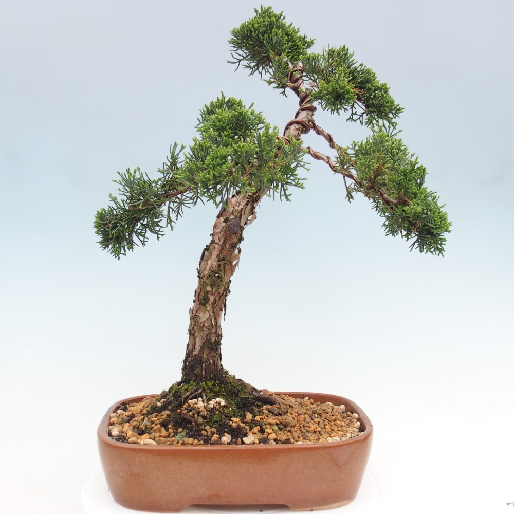 Vonkajší bonsaj - Juniperus chinensis Kishu