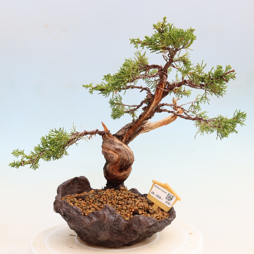 Vonkajší bonsai – Juniperus chinensis Itoigawa – čínsky jalovec